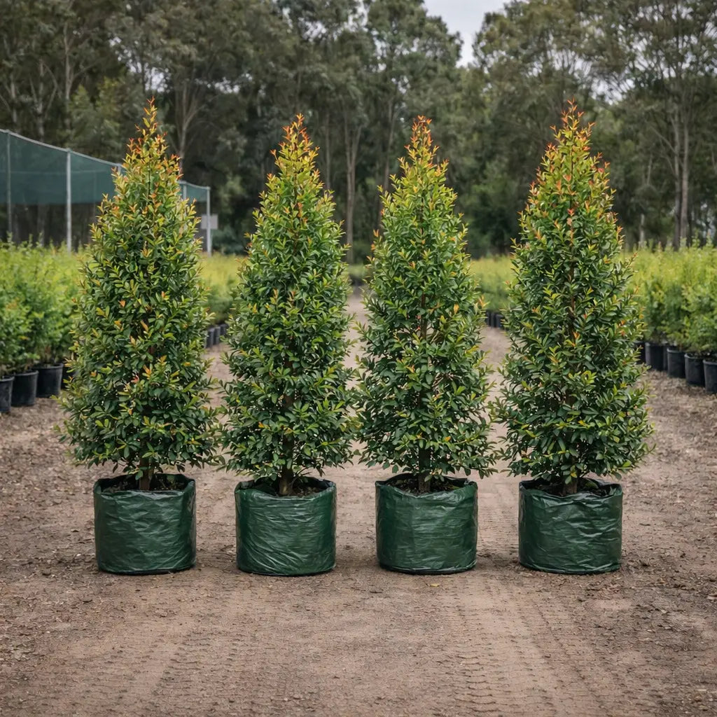 Four 25L lilly pilly resilience lined up in a nursery in Brisbane