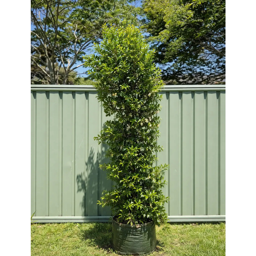 Lilly Pilly Resilience hedge plant photographed in a Brisbane backyard, showing dense foliage and growth habit for screening.
