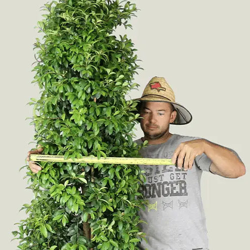 Straight and Narrow™ Lilly Pilly