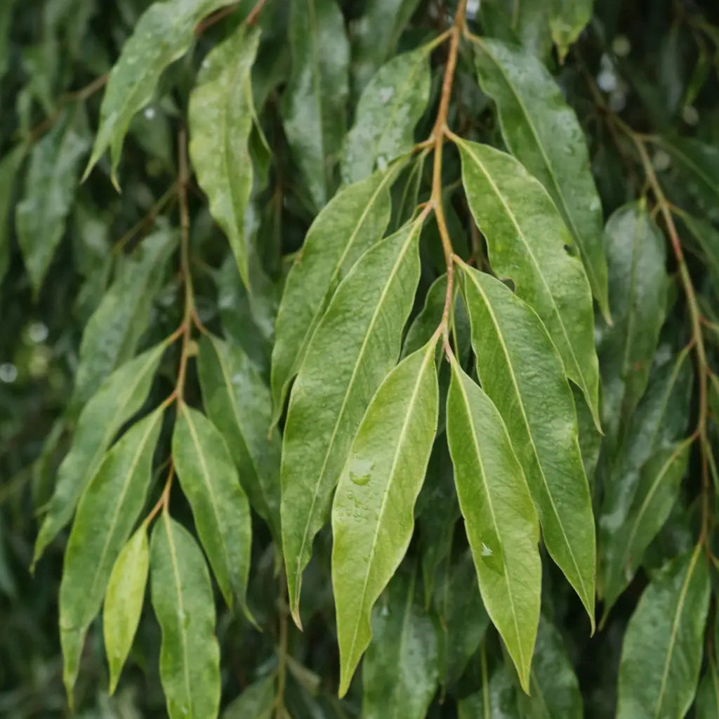 Weeping Lilly Pilly leaf detail showing lush green foliage