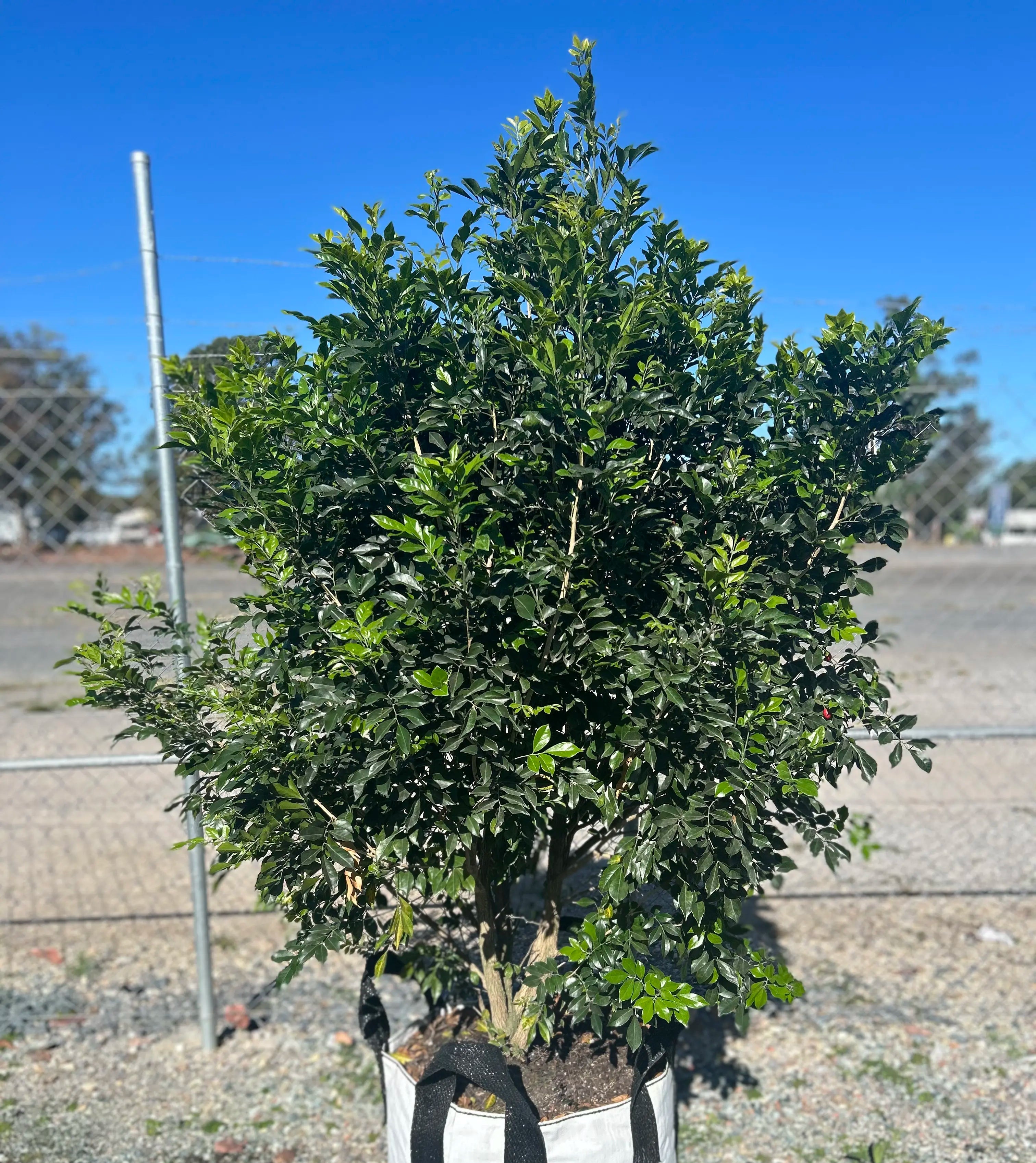 Murraya Paniculata 100L mock orange hedge plant 1.2 to 1.6 metres tall