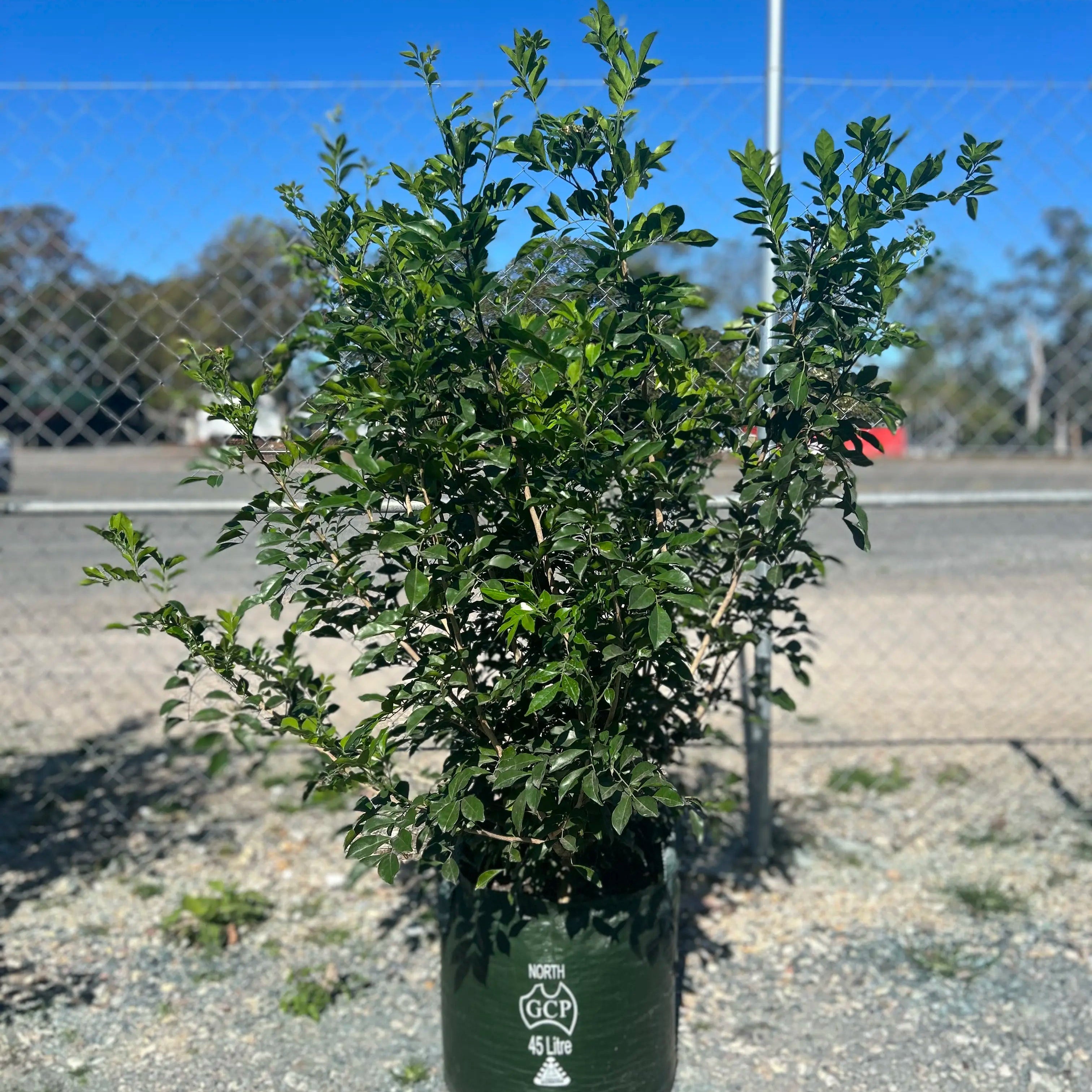 Murraya Paniculata 45L mock orange hedge plant 0.8 to 1.2 metres tall